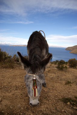 Isla del Sol, Titicaca Gölü, Bolivya