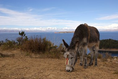 Isla del Sol, Titicaca Gölü, Bolivya