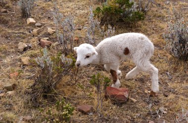 Isla del Sol, Titicaca Gölü, Bolivya