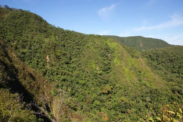 Dschungel, Ixiamas, Bolivien — Stockfoto