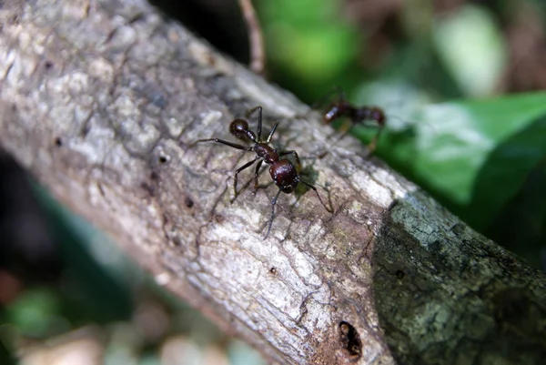Beraber, karınca, Bolivya — Stok fotoğraf