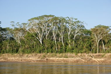 Beni nehir, rurrenabaque, Bolivya