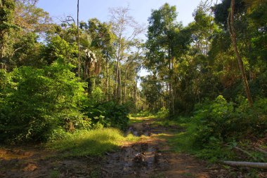 Orman, Bolivya