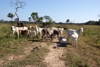 Cows, Bolivia clipart