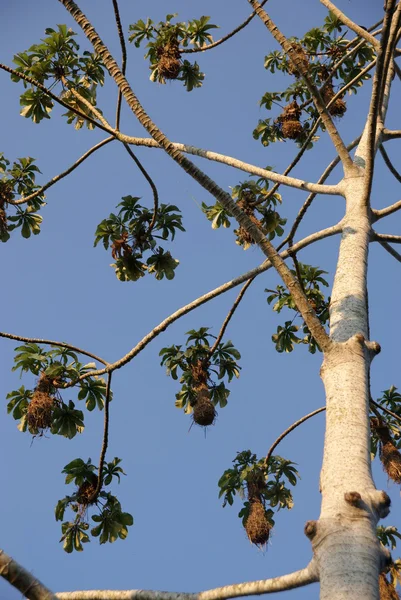Tree, Bolivia — Stock Photo, Image