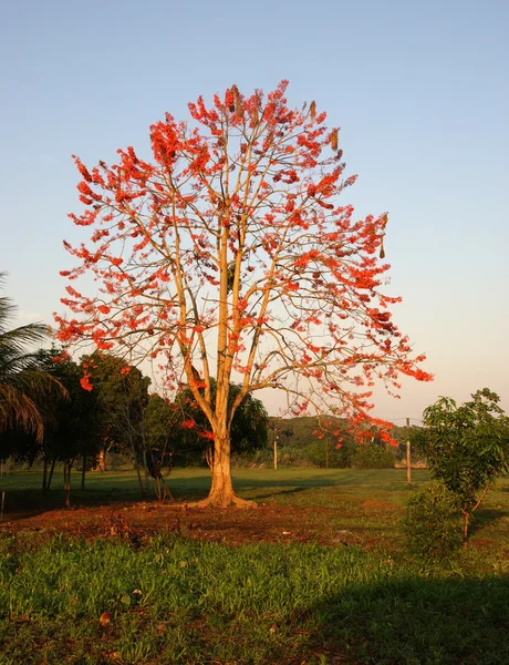 Tree, Bolivia — Stock Photo, Image