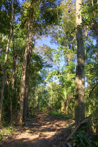 Selva, Bolivia — Foto de Stock