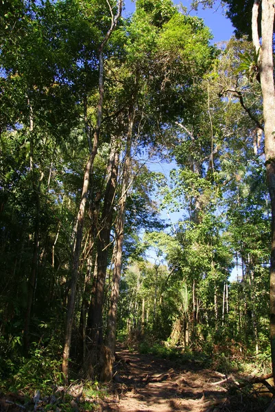 stock image Jungle, Bolivia