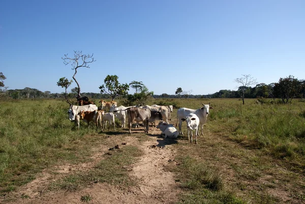 stock image Cows, Bolivia