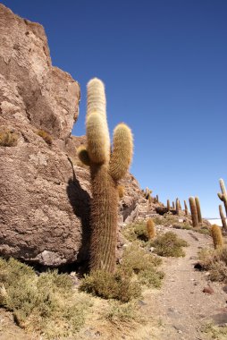 Isla del pescado, salar de uyuni, Bolivya