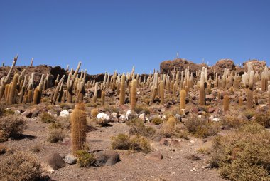 Isla del pescado, salar de uyuni, Bolivya