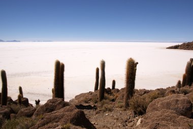 Isla del pescado, salar de uyuni, Bolivya