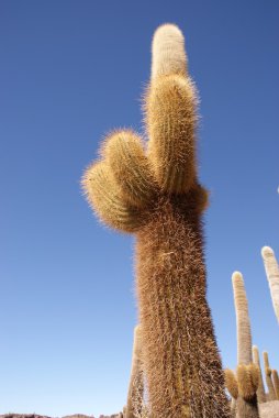 Isla del pescado, salar de uyuni, Bolivya