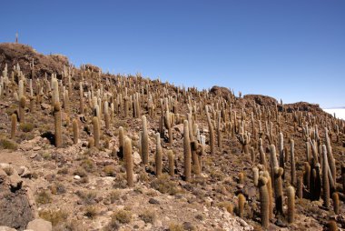 Isla del pescado, salar de uyuni, Bolivya