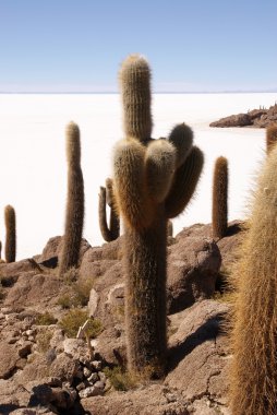 Isla del pescado, salar de uyuni, Bolivya