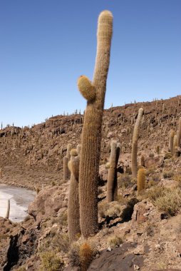 Isla del pescado, salar de uyuni, Bolivya