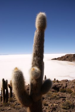 Isla del pescado, salar de uyuni, Bolivya