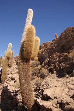 Isla del pescado, salar de uyuni, Bolivya