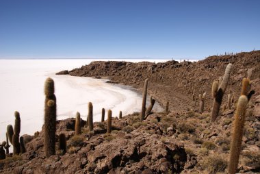 Isla del pescado, salar de uyuni, Bolivya