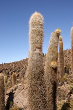 Isla del pescado, salar de uyuni, Bolivya