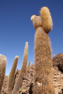 Isla del pescado, salar de uyuni, Bolivya