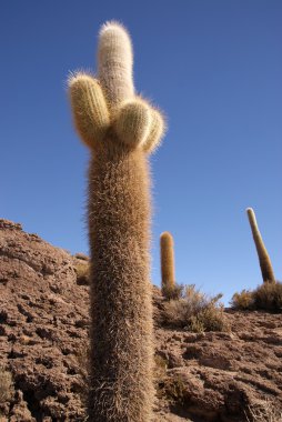 Isla del pescado, salar de uyuni, Bolivya