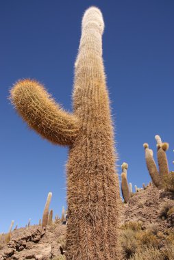 Isla del pescado, salar de uyuni, Bolivya