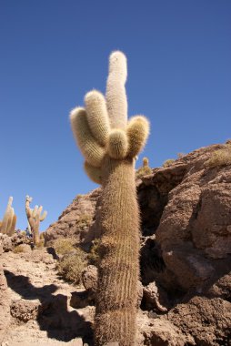 Isla del pescado, salar de uyuni, Bolivya