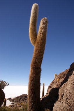 Isla del pescado, salar de uyuni, Bolivya