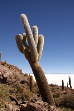 Isla del pescado, salar de uyuni, Bolivya