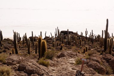 Isla del pescado, salar de uyuni, Bolivya