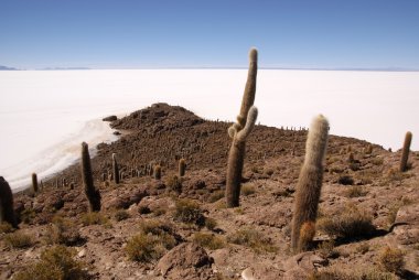 Isla del pescado, salar de uyuni, Bolivya