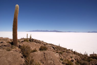 Isla del pescado, salar de uyuni, Bolivya