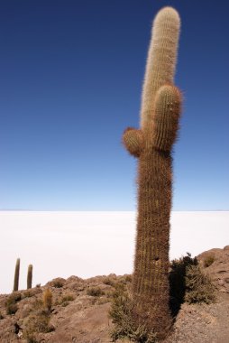 Isla del pescado, salar de uyuni, Bolivya