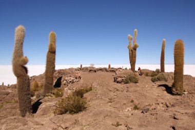 Isla del pescado, salar de uyuni, Bolivya