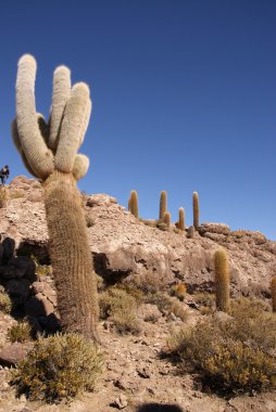 Isla del pescado, salar de uyuni, Bolivya