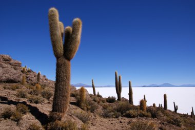 Isla del pescado, salar de uyuni, Bolivya