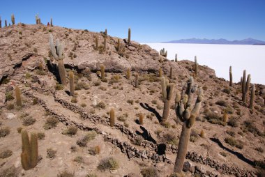 Isla del pescado, salar de uyuni, Bolivya