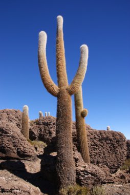 Isla del pescado, salar de uyuni, Bolivya