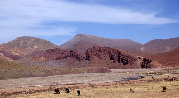 砂漠、ウユニ、ボリビア — ストック写真