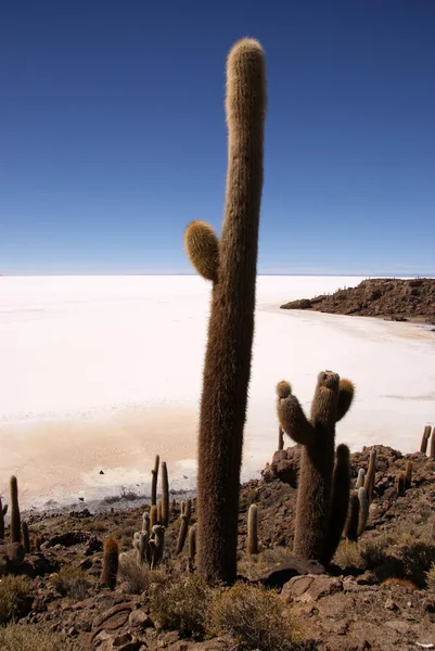 Isla del Pescado, Salar de Uyuni, Bolivie — Photo