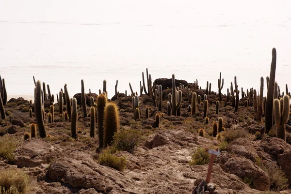 伊斯拉德尔 pescado salar de 乌尤尼盐湖玻利维亚 — 图库照片