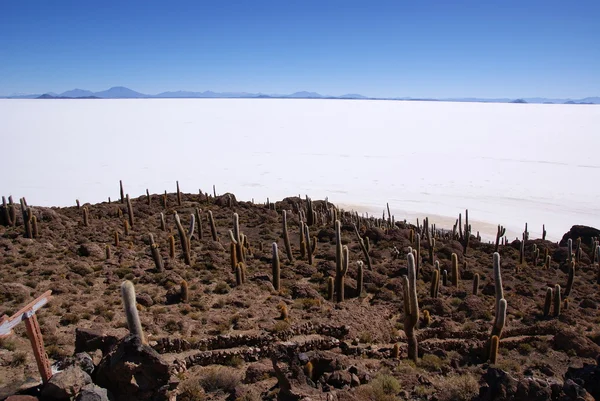 Isla del Pescado, Salar de Uyuni, Bolivia — Stock Photo, Image