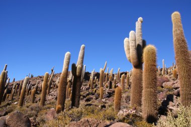 Isla del pescado, salar de uyuni, Bolivya