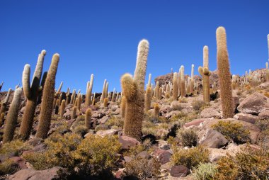 Isla del pescado, salar de uyuni, Bolivya