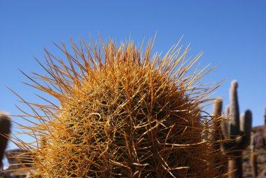 Isla del pescado, salar de uyuni, Bolivya