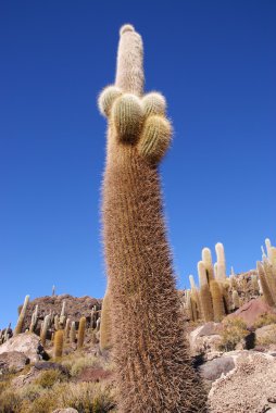 Isla del pescado, salar de uyuni, Bolivya