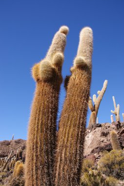 Isla del pescado, salar de uyuni, Bolivya