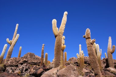 Isla del pescado, salar de uyuni, Bolivya