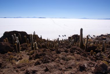 Isla del pescado, salar de uyuni, Bolivya